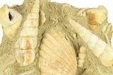 Fossil Marine Gastropod (Haustator) Cluster - Gironde, France #284917-1